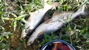 Umpan Ikan Patin / Pati Sawit Ranum (Kualiti Premium). Juga sesuai utk pelbagai ikan air tawar. 250ml.