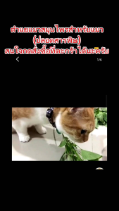 ตำแยแมวต้นใหญ่ 100% แพ็ค 10ต้น 30 บาท รากเยอะ มีปลูกในพื้นที่ปลอดสารเคมี สำหรับฟุตบอน