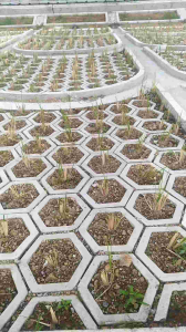 Paket 50 Batang Rumput Vetiver Penahanan Longsor Bibit Akar Wangi