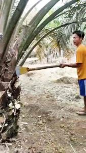 DODOS CAMEL GOLD IMJ 45  INCI ORIGINAL