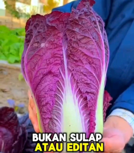 KEMASAN PREMIUM BIJI/BENIH SAWI UNGU