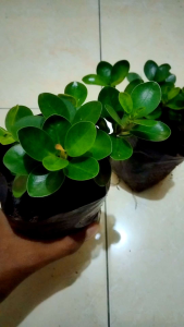Bonsai Dolar Mangkok Micro Original Murah