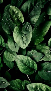 JGLOW - Paket Radiance - Skincare Mencerahkan