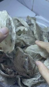 HCM- 5gr Gốc yến thô nhỏ vỡ nhẹ chưa nhặt lông - Yến thô chưa nhặt lông - Tặng kèm đồ chưng