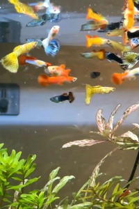 [5pcs] Mix Guppy Fish Random Color Live Fish Aquarium