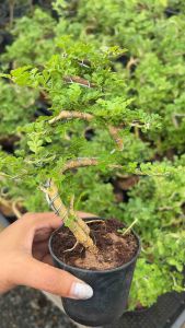 ต้นมะสังดัด ตกแต่งมินิมอล ขนาดเล็ก ไม้มงคล สวยงาม ขนาด3นิ้ว