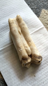 Koleksi artefak g1g1 warak asli