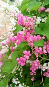 6 ต้น 100 บาท พวงชมพู - ต้นกล้าพวงชมพู - พวงชมพู (6 ต้น 100 บาท)