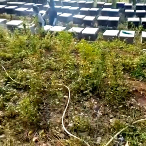 500ML Mật Ong Hoa Bạc Hà Hà Giang - Mật Ong Hoa Bạc Hà nguyên chất - PREMIUM MINT BLOSSOM HONEY