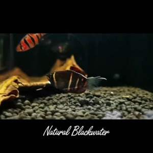 Chocolate Gourami ( 1set 5pcs )