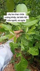 Cây ba chạc chuẩn rừng lá cứng 60-70cm