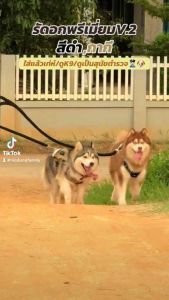 รัดอกสุนัข เกรดพรีเมี่ยม V.2 อุ้มทั้งตัวไม่เจ็บคอ