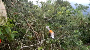 30m5p ☆ Lưới 5p (chào mào  chòe mi khướu hoành hoạch cu tiểu... )