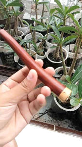 once cangklong kayu nogosari nagasari model S A643