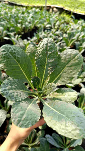 เคลไดโนเสาร์ล้วน 6ต้น สูง 15-30ซม. กล่อง