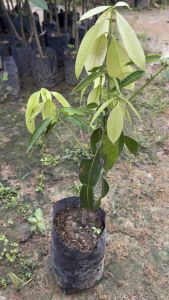 ต้นมะปรางหวาน พันธุ์สุวรรณบาตร เสียบยอด ต้นเตี้ยปีเดียวติดผล ลูกใหญ่รสชาติหวาน