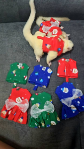 ชุดคริสมาสน่ารักๆๆสำหรับชูก้า กระรอก ลิง บุชเบบี้