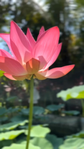 BIJI BENIH TERATAI LOTUS KUALITAS SUPER 50 Butir - BIJI BENIH LOTUS HIAS