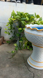 อ่างน้ำดินเผา 14นิ้ว พร้อมขาตั้ง อ่างบัว อ่างดินเผาขนาดใหญ่ อ่างดินเผาเลี้ยงปลา อ่างดินเผาปลูกบัว อ่างดินเผาเคลือบ กระถางต้นไม้