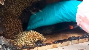 น้ำผึ้งชันโรง 75 ml รหัส 003 - น้ำผึ้งชันโรงที่ได้จากชันโรงขนเงิน พร้อมรับประทาน ทานกับน้ำร้อน หรือเครื่องดื่มอื่นๆที่ต้องการเพิ่มความหวานจากธรรมชาติ