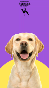 ขนาด 1000 ml ของชุดขนฉีด Pethera ขับสี หรือ เป็นการยกเลิกสีขนให้เงางามสูตรพิเศษสำหรับสุนัขที่มีขนสีขาวหรือทุกสีขน ไม่มีสารกัดหรือฟอกสี