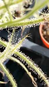 Drosera Indica - Carnivorous Plant