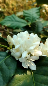 ชาดอกกาแฟ coffee blossom tea