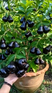 BIBIT TANAMAN JAMBU CITRA HITAM 🌱 Varietas Asli Dapatkan Harga Bibit Jambu Citra Hitam Terbaik Dengan Kualitas PremiumCukup Umur Akar Kuat Sehat Dan Siap Tanam. Bibit Pohon Buah Jambu Citra Hitam Sudah Berbuah .Silakan Diorder Pemesanan Bisa COD