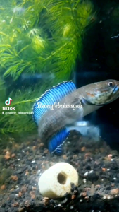maggot kering super maggot 50gr
