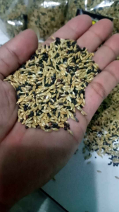 SKF 31 Biji Kenari Campur Bersih 3 macam biji-bijian (biji kenari biji sawibiji niger) Kemasan 05 kg pakan burung Kenari Mix Seed