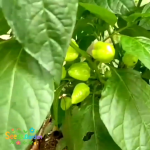 15 BUTIR BIJI/BENIH TANAMAN CABE GENDOT (Biji Hitam)