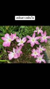 น.หัวดอกบัวดิน Eternal Flame หัวละ 15 บาท