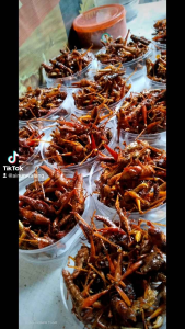 Belalang Goreng 120 Gram: Snack Alami Tanpa Bahan Pengawet