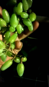 Bibit Anggur Import Baikonur