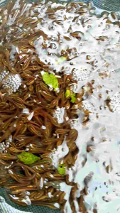 Paketan Gabus Terlaris & Pelet: Bibit Gabus