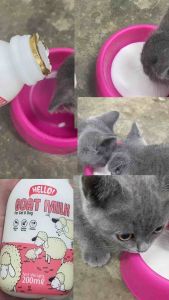 Hello! Fresh Goat Milk 200ml for cats and dogs