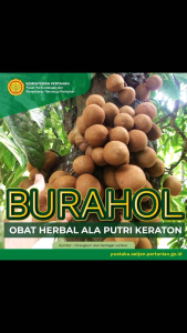 Bibit Tanaman Kepel (Burahol)
