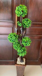 Bonsai Sudut Bola²: Tanaman Interior Unik & Desain Taman Miniatur