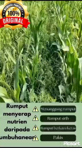 KILL GRASS PANDA RAJA PEMBUNUH HAMA DAN GULMA BELI 3 GRATIS 1