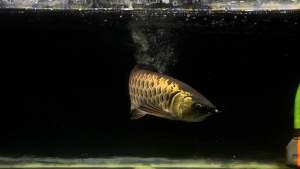 LED Aquarium Light Waterproof Aquatic Plant Light Aquatic Decor Ikan Lampu Akuarium