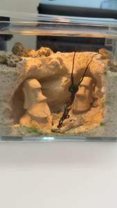 Brackish Water - Formula 1 Equivalent (Suitable for Opae Ula)