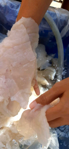 แมงกาพรุน ส่วนหัวล้วน แบบจืดและเค็ม ขนาด 1 กิโล ชิ้นใหญ่ เกรดA ฮาล้าล