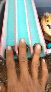 2 Arena Balap Keong Kelomang 3 Jalur + 4 Keong Kelomang Pilihan