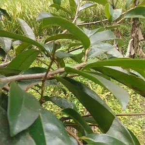 daun sirsak segar 250 gram yang banyak manpaan dan hasiatnya