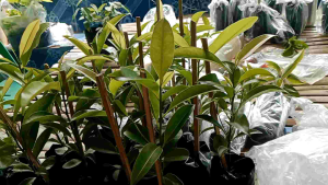 ต้น ละมุด (เพาะเมล็ด) (‼️ซื้อ3ต้น แถม1ต้น‼️) #คัดสวยๆ(พร้อมส่ง‼️)