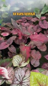 บอนสีนางรากษส ไซร์ใหญ่ต้นจริงกระถาง4นิ้ว ส่งยกกระถาง