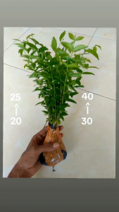 Bonsai Bibit Anting putri Murah uk +-25cm paket 30 Pohon Free 6 pohon