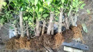 Bonsai Pugagan Kimeng Murah Uk jempol kaki paket 2 pohon