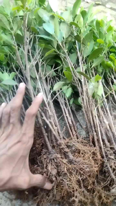 Bonsai Bibit Kimeng Murah uk +-25 cm Beli 10 Free 2