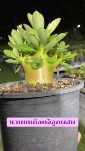 ชวนชม อราLABเบอร์5 กระถาง6นิ้วถอนส่ง